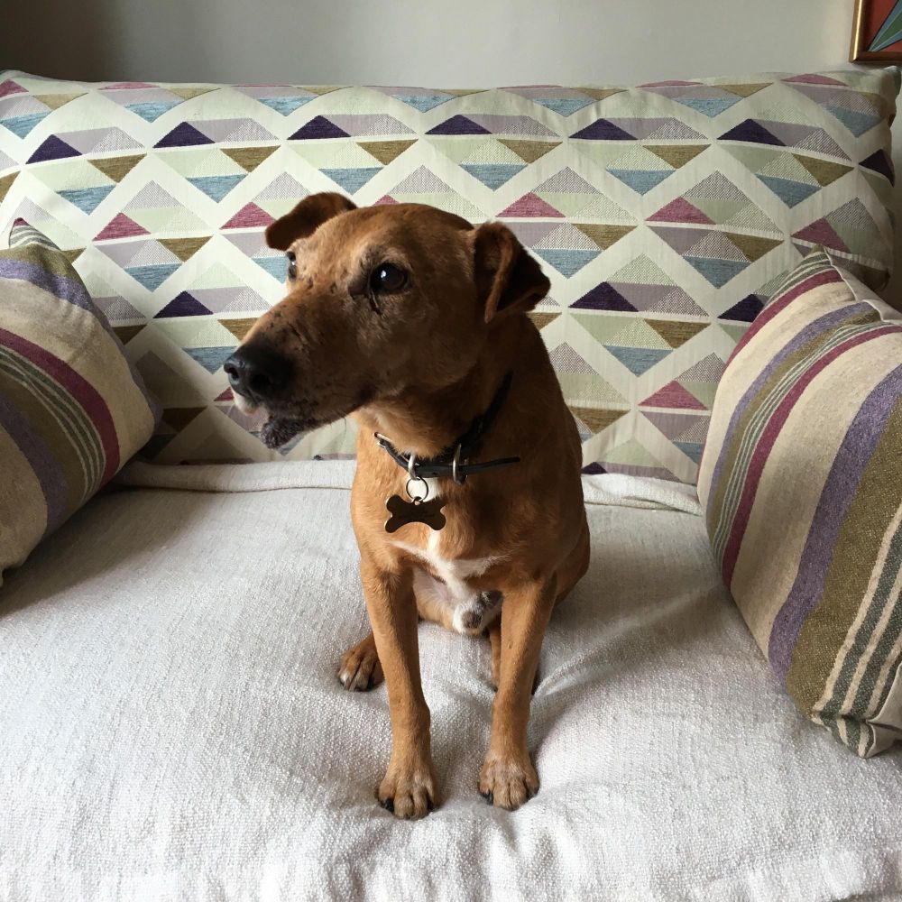 Zapach który odstrasza psy od sikania