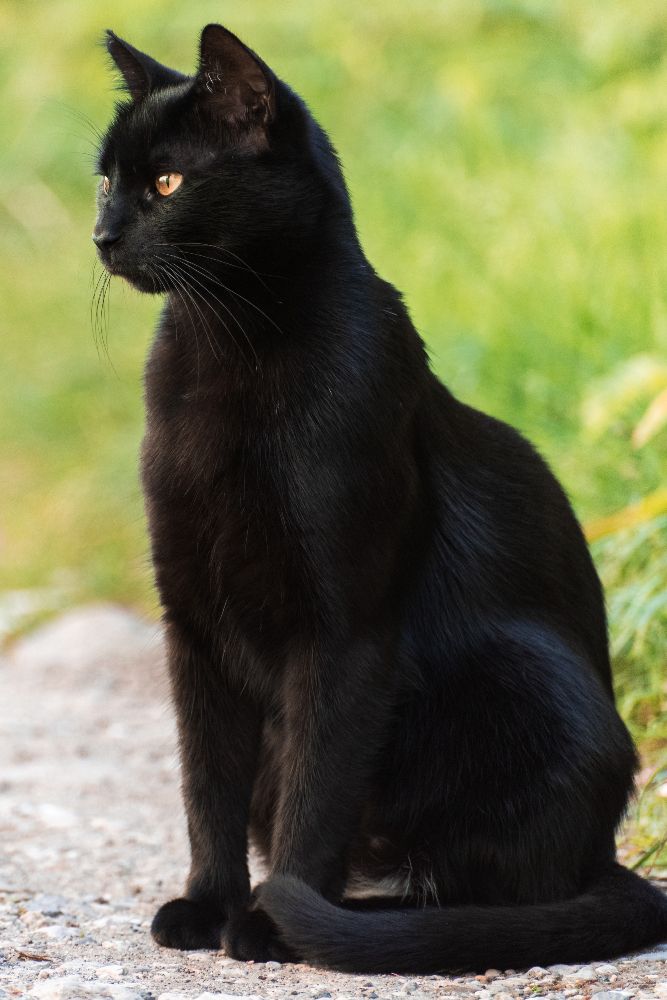 Jakie imię wybrać dla czarnego kota
