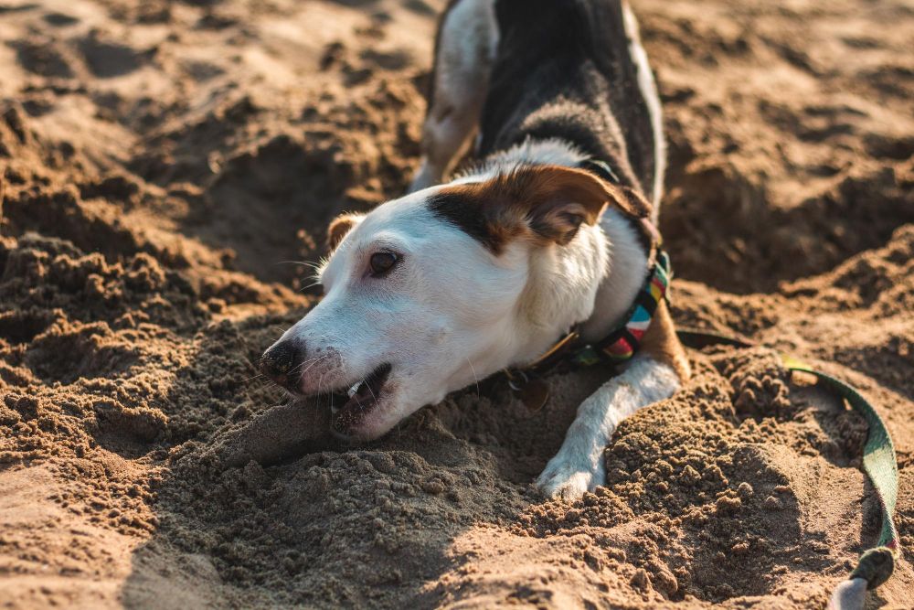 Czemu pies zakopuje jedzenie