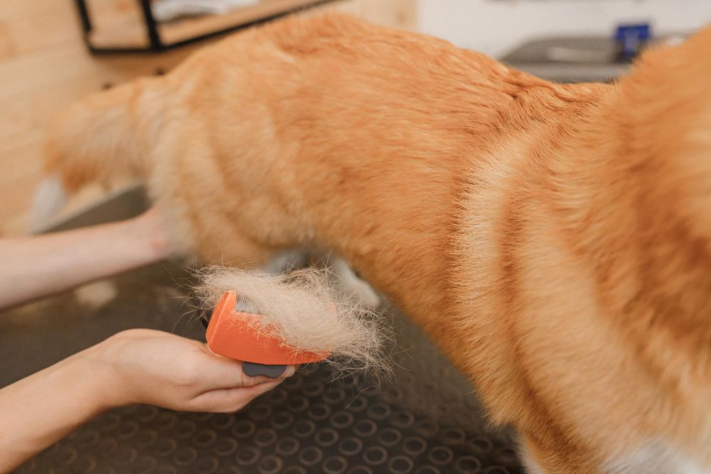 Jak pozbyć się sierści z ubrań