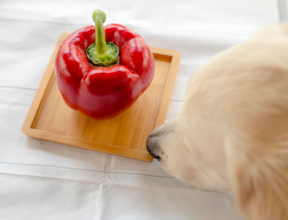 Czy mogę dać psu paprykę do jedzenia