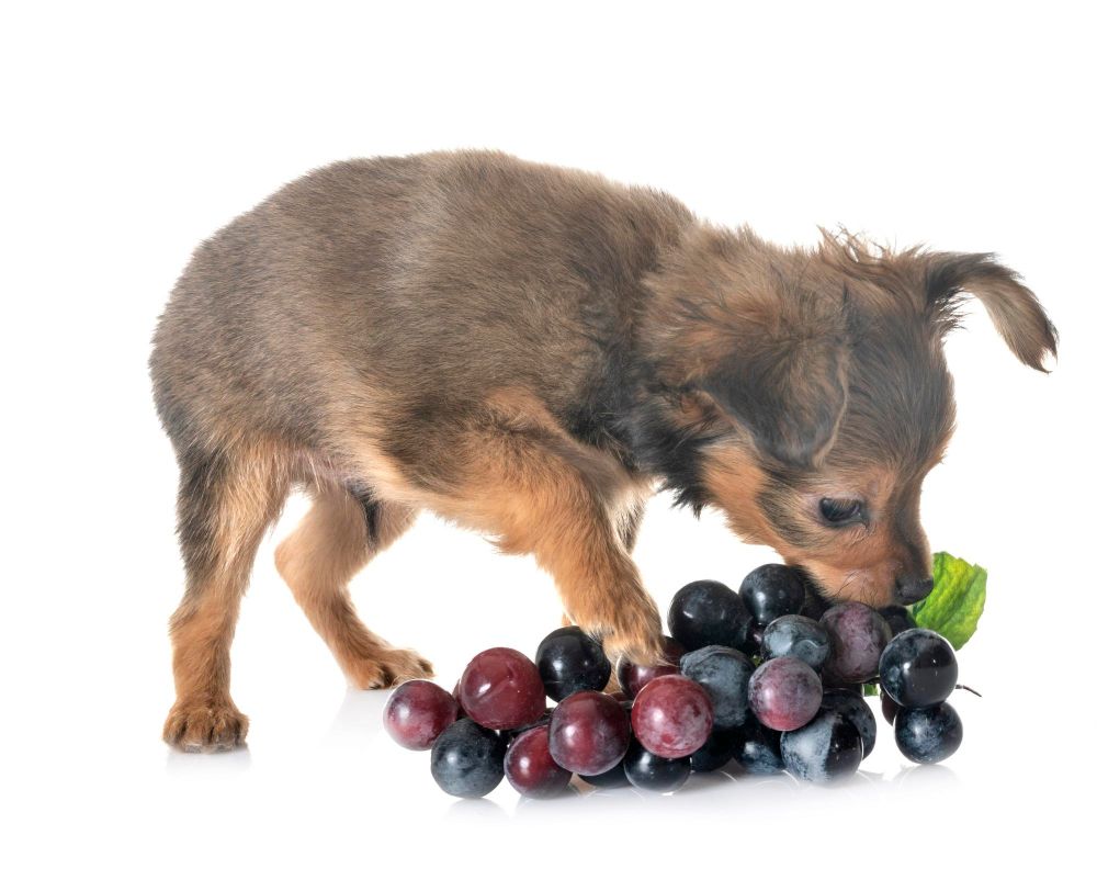 Pies je winogrona