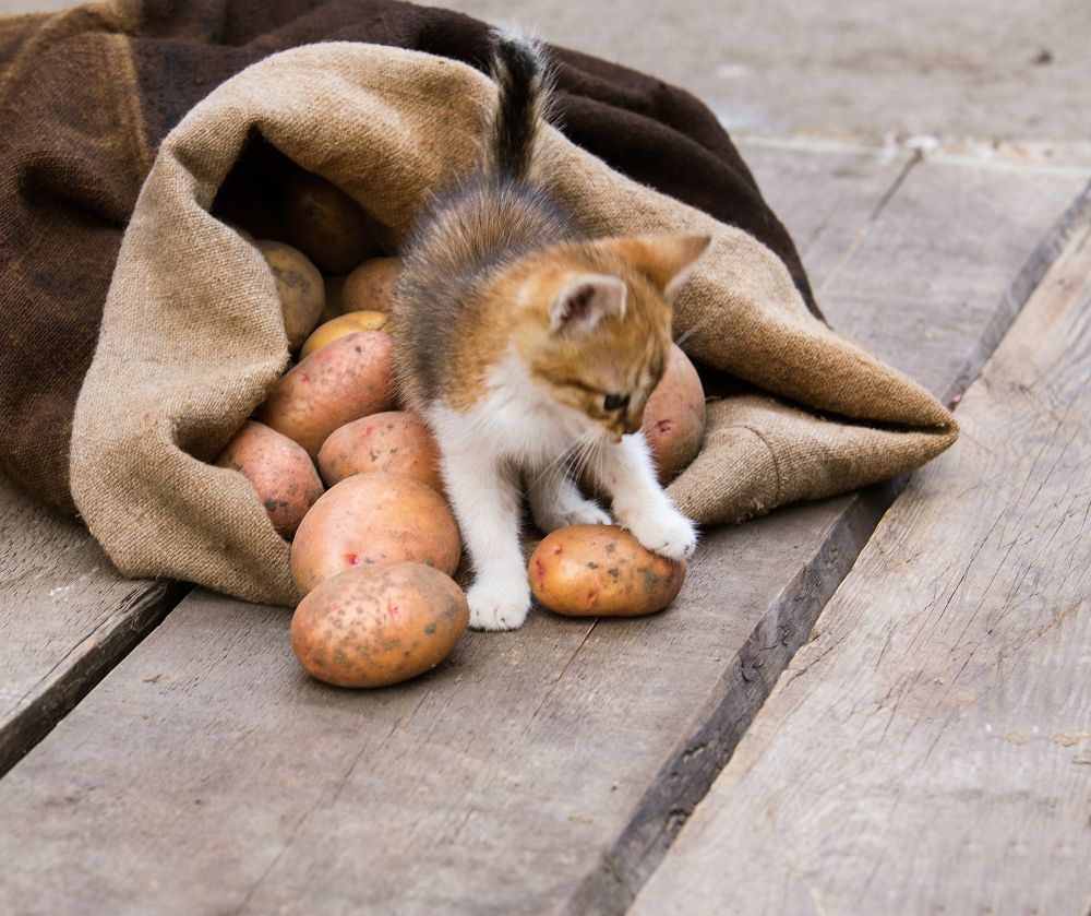 Czy kot je ziemniaki