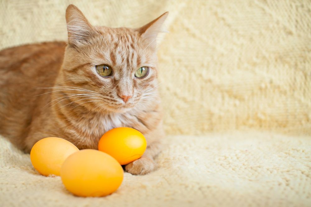 Czy kot może jeść jajka