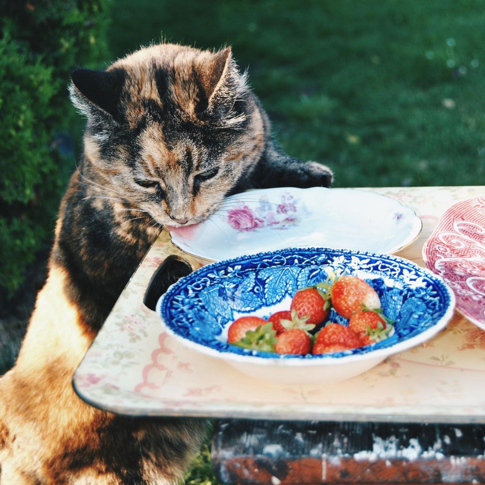 Czy kot może jeść truskawki