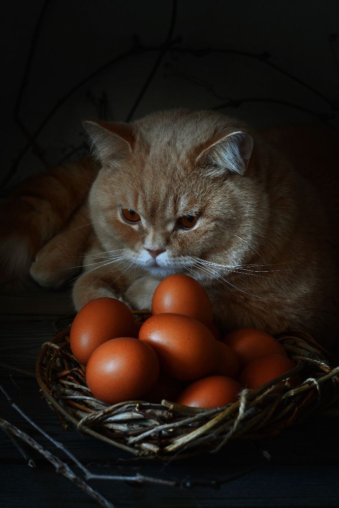 Czy koty mogą jeść gotowane jajka