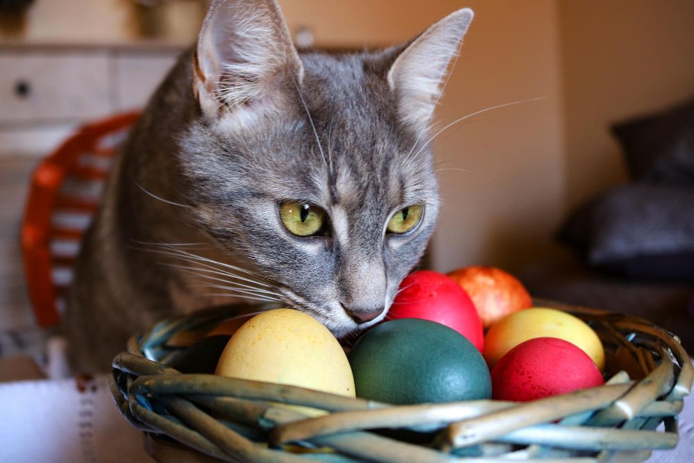 Czy koty mogą jeść jajka