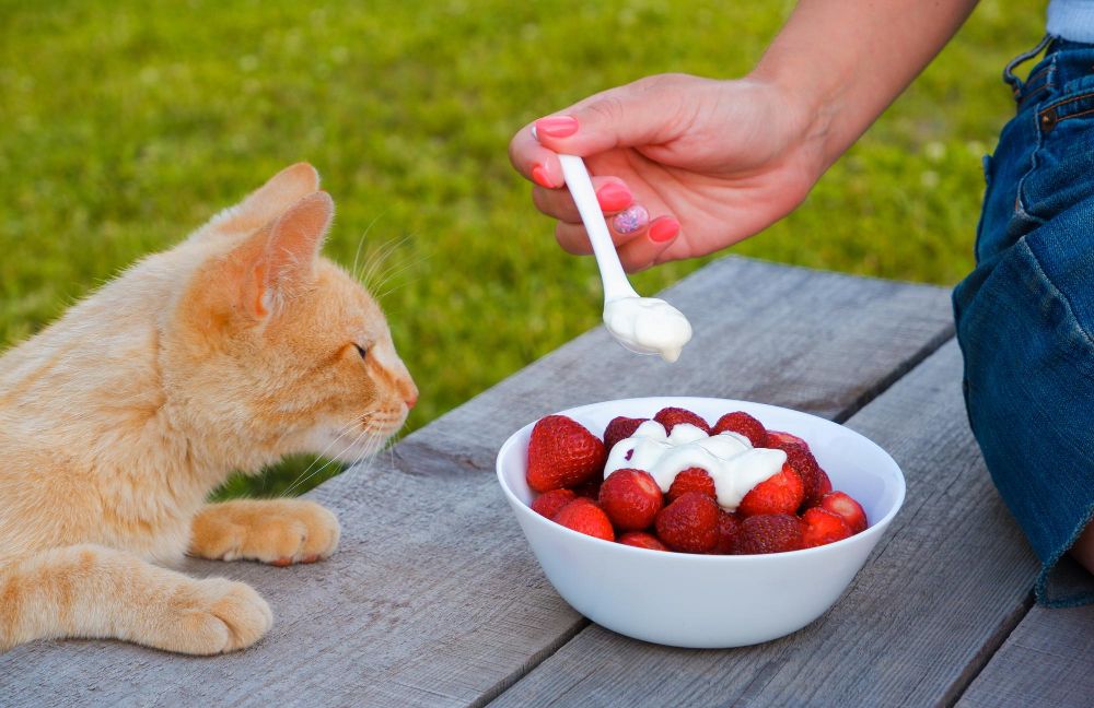Czy koty mogą jeść truskawki
