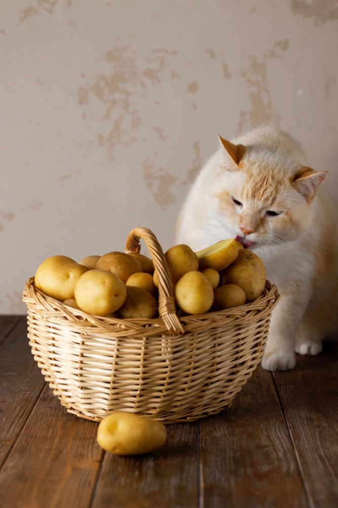 Czy koty mogą jeść ziemniaki