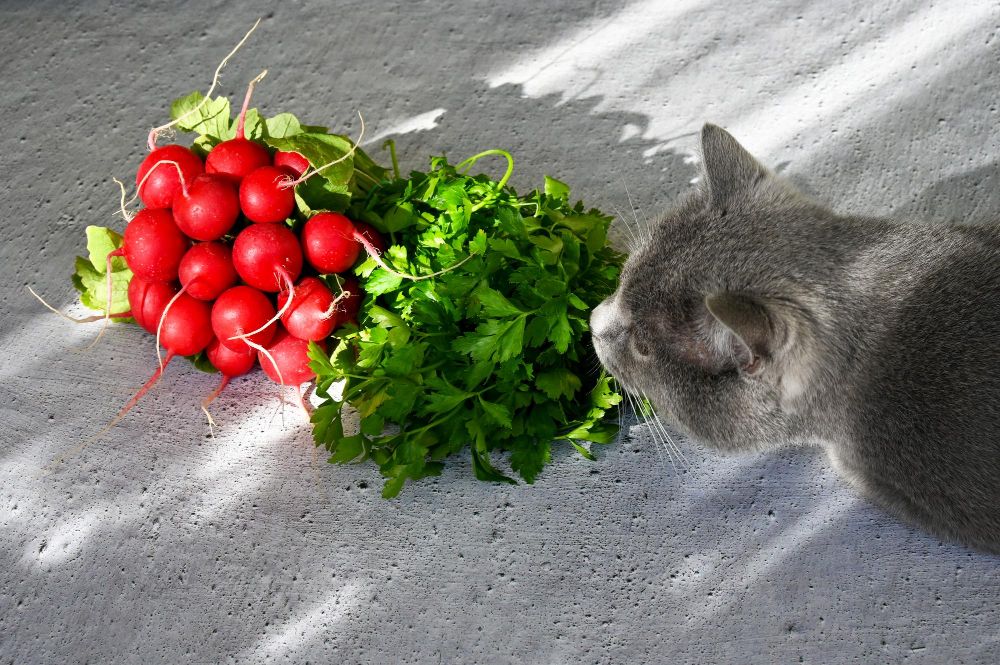 Czy mogę dać kotu rzodkiewkę
