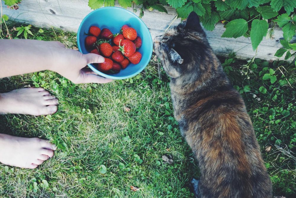 Czy mogę kotu podać truskawkę