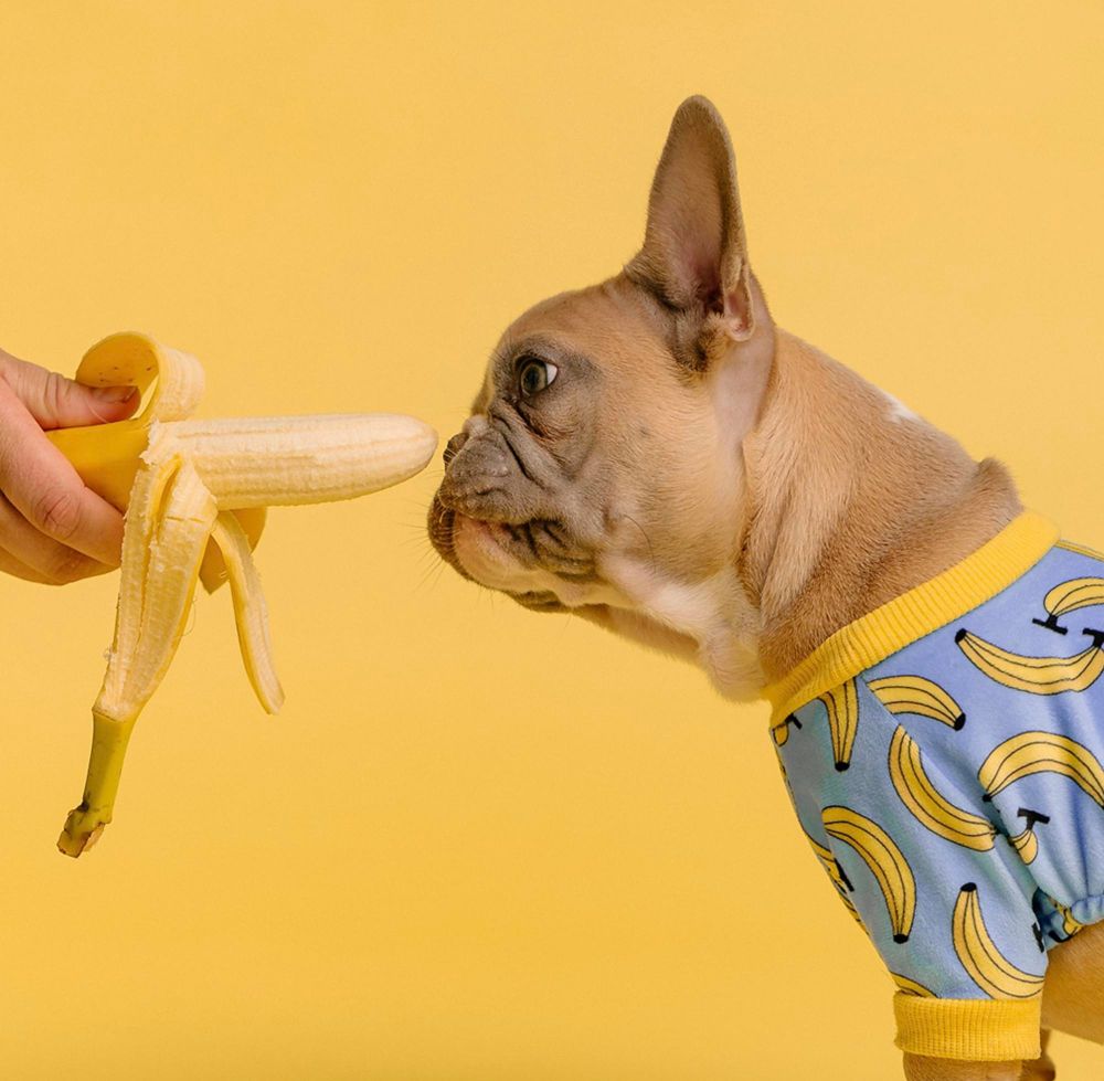 Czy pies może banany