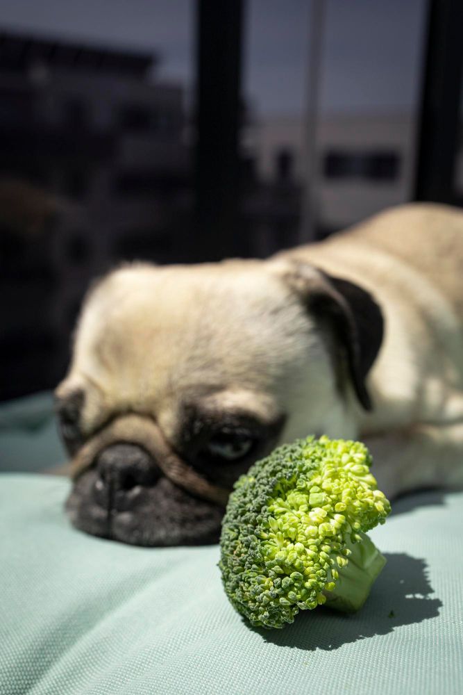 Czy pies może jeść brokuły
