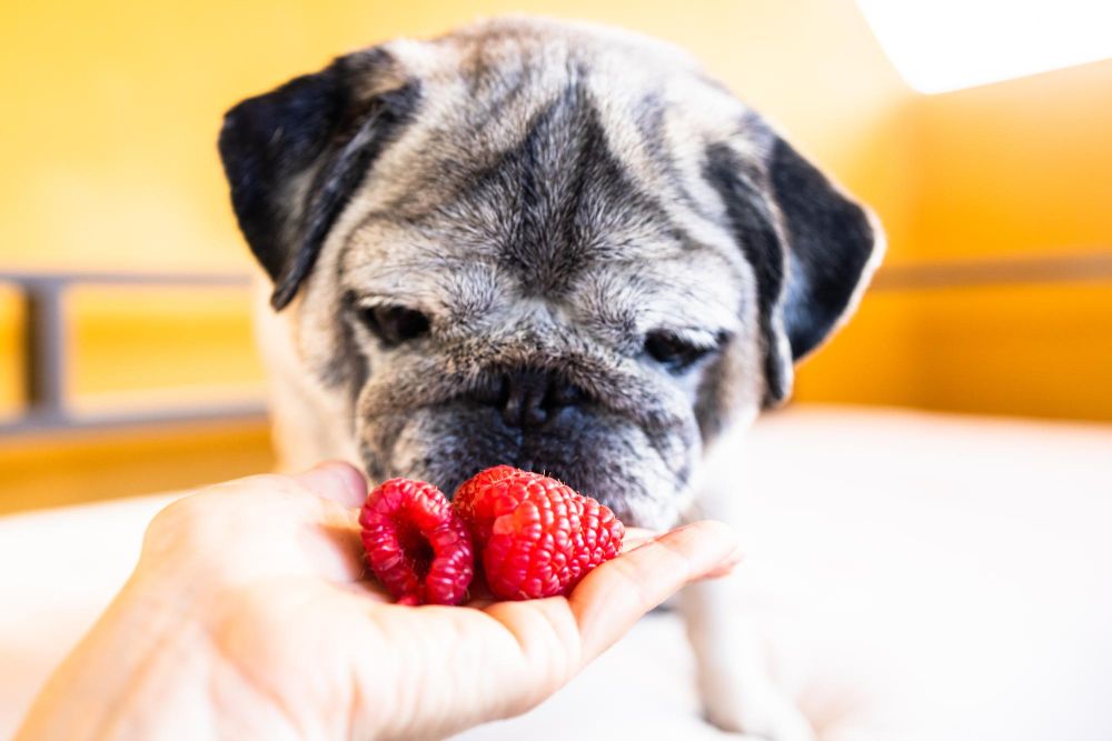 Czy pies może jeść maliny