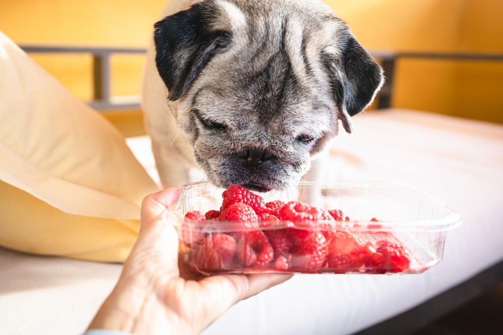 Czy pies może jeść maliny