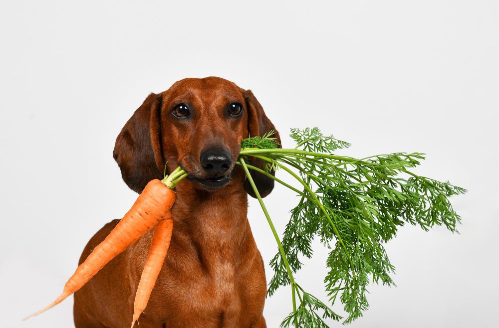 Czy pies może jeść marchew