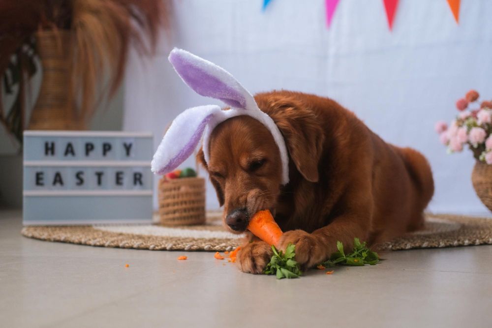 Czy pies może jeść marchew