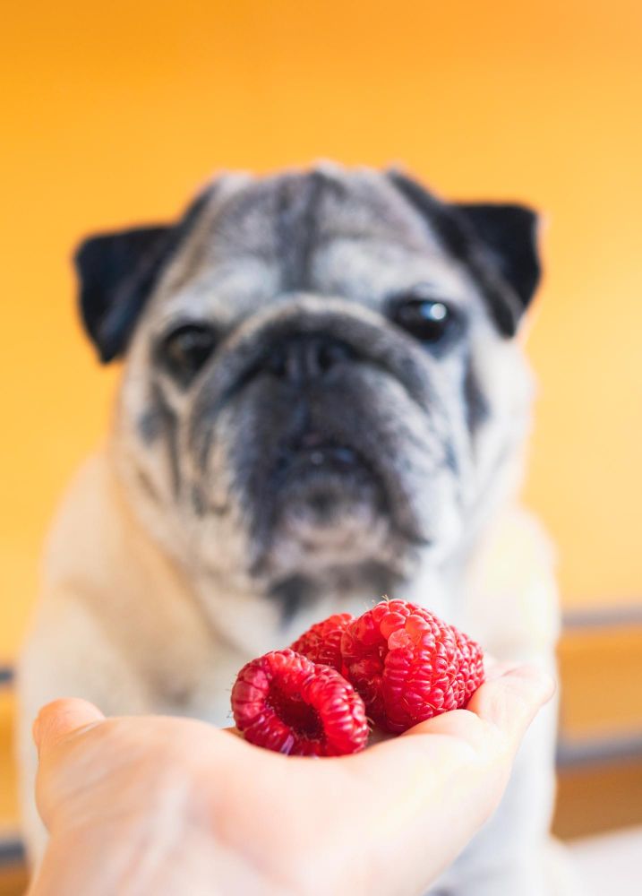 Czy pies może maliny
