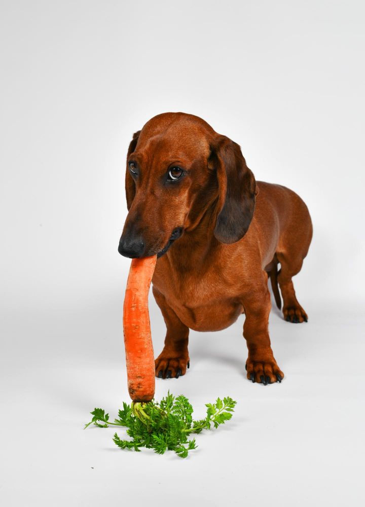 Czy pies moze marchewkę