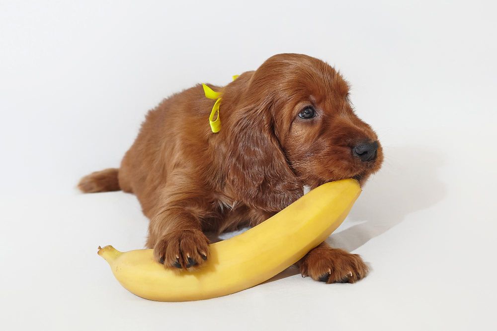 Czy psy mogą banana