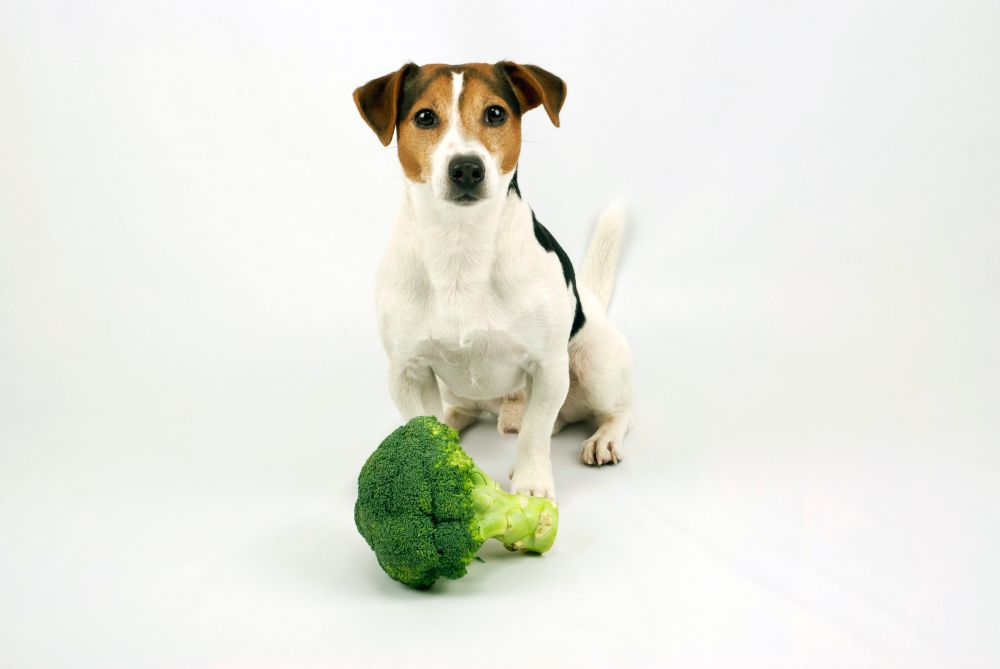 Czy psy mogą jeść brokuły