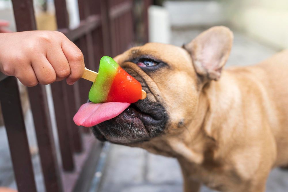 Czy psy mogą jeść lody