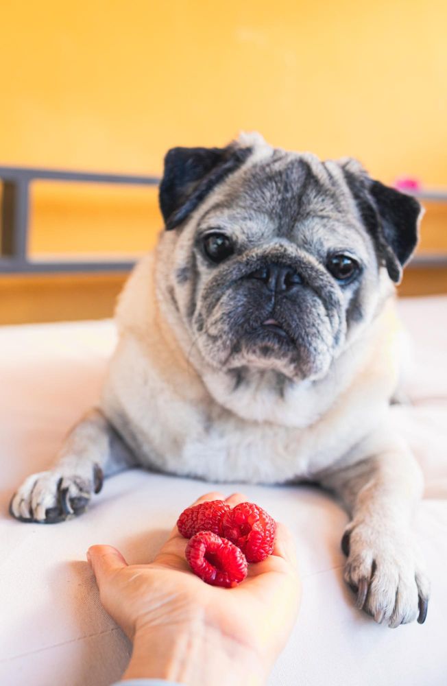 Czy psy mogą jeść maliny