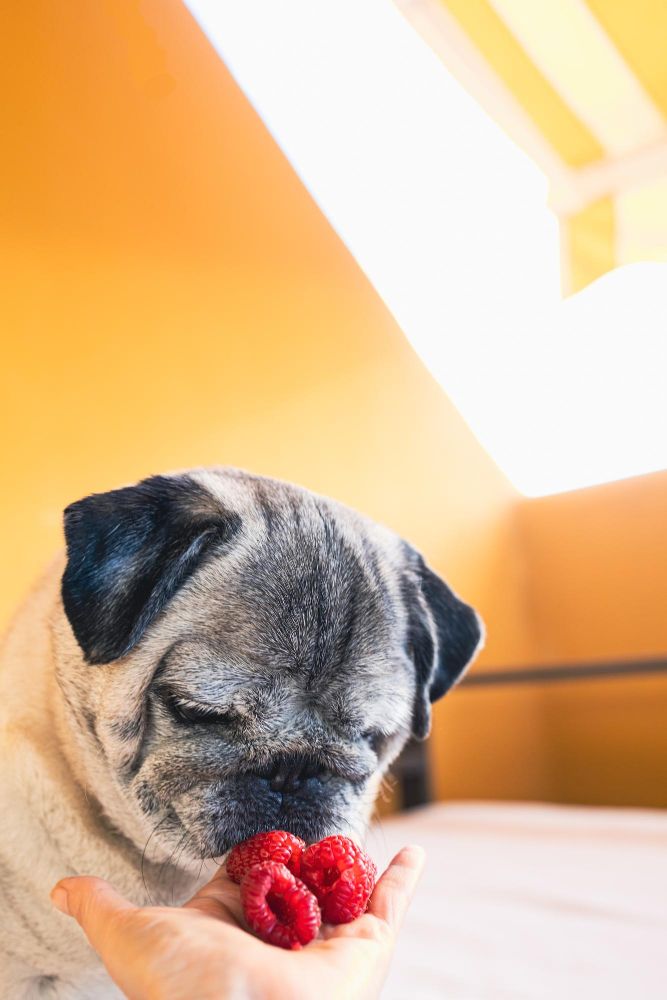 Czy psy mogą maliny