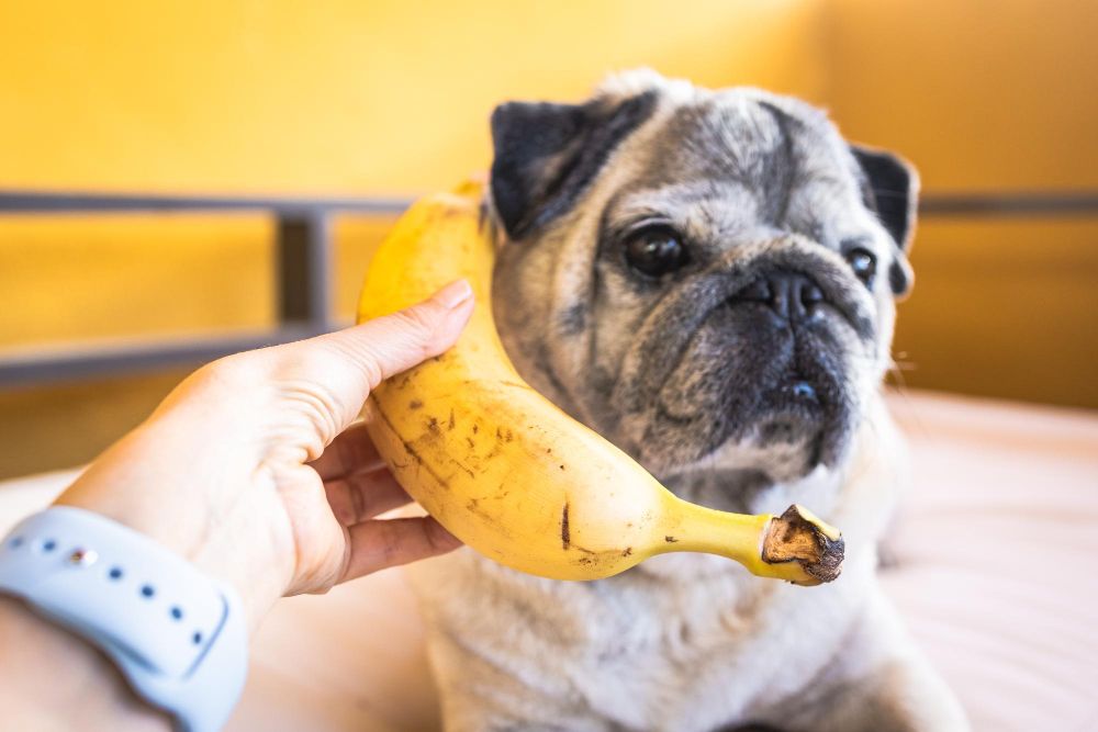 Czy szczeniak moze jeść banana