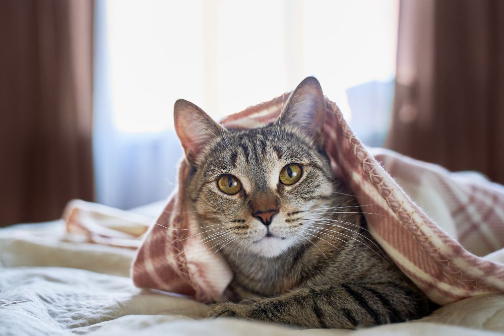 Dlaczego koty ugniataja łapkami