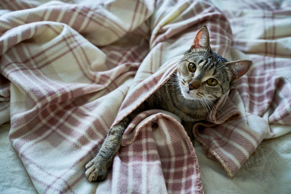 Kocie ugniatanie łapkami