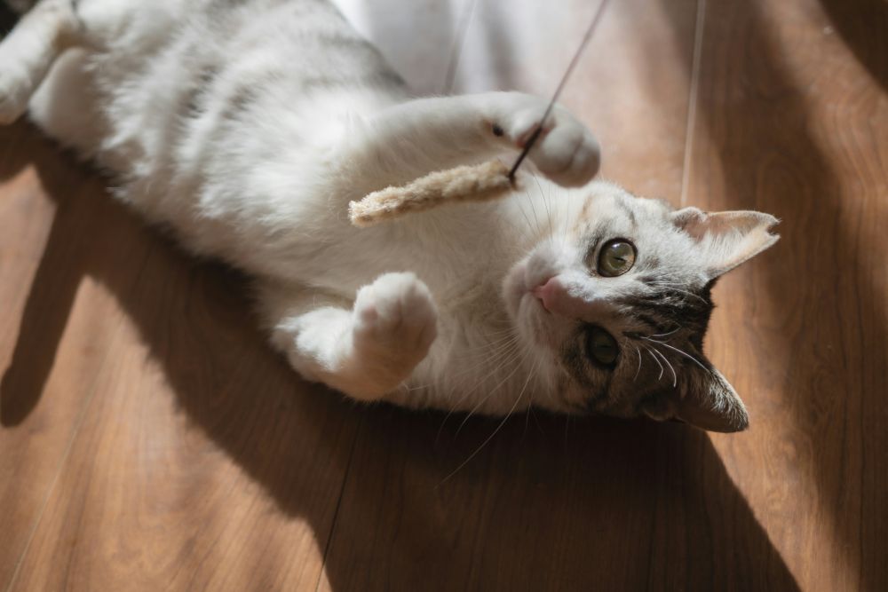 Kotek bawiący się wędką na podłodze