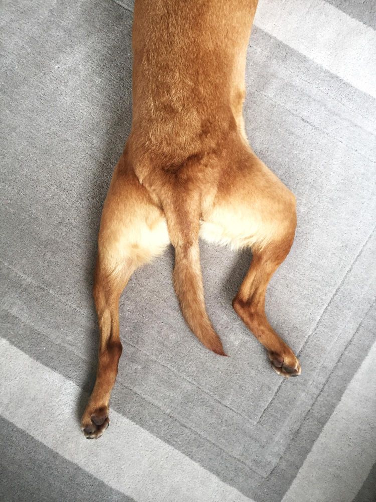 Gdzie pies ma kolano